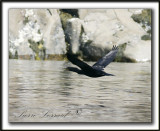 CORMORAN  AIGRETTES   Sept-Iles   /   DOUBLE-CRESTED CORMORANT     _MG_8239a