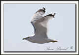 GOLAND  BEC CERCL  /  RING-BILLED GULL    _MG_7786a