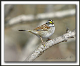 BRUANT  GORGE BLANCHE, mle   /  WHITE-THROATED SPARROW, male        _MG_9993a