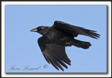 CORNEILLE DAMRIQUE  /  AMERICAN CROW    _MG_1844a
