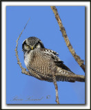 CHOUETTE PERVIRE /  NORTHERN HAWK OWL    _MG_1913a