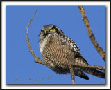 CHOUETTE PERVIRE /  NORTHERN HAWK OWL    _MG_1925aa
