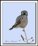 CHOUETTE PERVIRE /  NORTHERN HAWK OWL    _MG_1983c