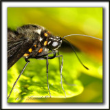 _MG_3155aa   -   PAPILIO ULYSSES  /  AUSTRALIE   -  NOUVELLE-GUINE