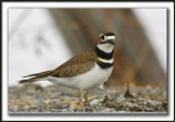 PLUVIER KILDIR  /  KILLDEER PLOVER   _MG_3386a