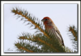 ROSELIN FAMILIER     /  HOUSE FINCH     _MG_3336b