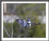 MARTIN PCHEUR  /  BELTED KINGFISHER    _MG_1401c