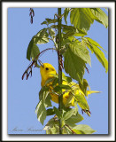 PARULINE JAUNE / YELLOW WARBLER    _MG_2786a