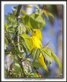 PARULINE JAUNE / YELLOW WARBLER    _MG_2808a