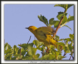 PARULINE JAUNE / YELLOW WARBLER    _MG_2825a