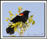 CAROUGE  PAULETTES, mle  /  RED-WINGED BLACKBIRD, male   _MG_2629b