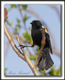  CAROUGE  PAULETTES HYBRIDE, mle  /  RED-WINGED BLACKBIRD HYBRID, male    _MG_2858a