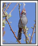  MOQUEUR CHAT  /  GRAY CATBIRD   _MG_2812b