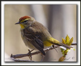 PARULINE  COURONNE ROUSSE  /  PALM WARBLER    _MG_0573b