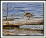 BCASSEAU MINUSCULE  /  LEAST SANDPIPER   _MG_2954b