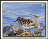 BCASSEAU MINUSCULE  /  LEAST SANDPIPER   _MG_2978b