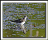CHEVALIER  SOLITAIRE /  SOLITARY SANDPIPER    _MG_2585a