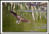 CHEVALIER  SOLITAIRE /  SOLITARY SANDPIPER    _MG_2600a