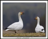 OIE DES NEIGES  /   SNOW GOOSE    _MG_1063a