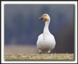 OIE DES NEIGES  /   SNOW GOOSE    _MG_1058a
