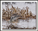 GRAND CHEVALIER   /   GREATER YELLOWLEGS    MG_1145b