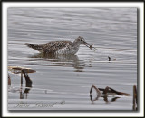 GRAND CHEVALIER   /   GREATER YELLOWLEGS    _MG_1204a