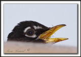  MERLE DAMRIQUE   /   AMERICAN ROBIN   _MG_9412a