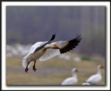 OIE DES NEIGES  /   SNOW GOOSE    _MG_1084a