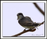TYRAN TRITRI  /  EASTERN KINGBIRD       _MG_2452a
