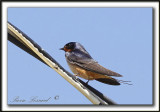 HIRONDELLE RUSTIQUE  /  BARN SWALLOW   _MG_4445a