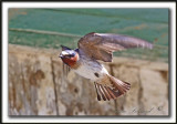 HIRONDELLE  FRONT BLANC  /  CLIFF SWALLOW    _MG_4574a