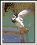 HIRONDELLE  FRONT BLANC  /  CLIFF SWALLOW    _MG_4622a