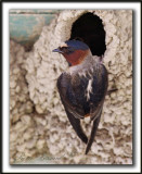 HIRONDELLE  FRONT BLANC  /  CLIFF SWALLOW    _MG_4662a