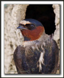  HIRONDELLE  FRONT BLANC  /  CLIFF SWALLOW  _MG_4643b