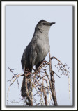  MOQUEUR CHAT  /  GRAY CATBIRD      _MG_5389c