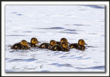 CANARD COLVERt, canetons  / MALLARD, baby   _MG_1316a