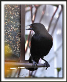  HYBRIDE CAROUGE  PAULETTE  /  RED-WINGED BLACKBIRD  HYBRID  _MG_6260a