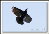 _MG_3842a