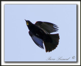 _MG_3846a