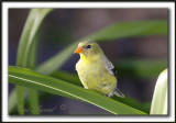 CHARDONNERET JAUNE / AMERICAN GOLDFINCH   _MG_6241a