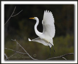 _MG_2433a   -   GRANDE AIGRETTE  /  GREAT EGRET