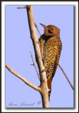 PIC FLAMBOYANT, au lever du jour  /   NORTHERN FLICKER , at the sunrise     _MG_2735a