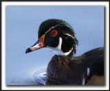 CANARD BRANCHU  /  WOODDUCK   _MG_4277a