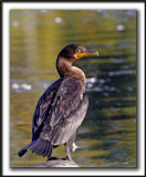 CORMORAN  AIGRETTES   _MG_4371a