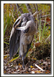 GRAND HRON BLEU  -   GREAT BLUE HERON     _MG_9207a