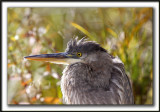 GRAND HRON BLEU  -   GREAT BLUE HERON     _MG_9498b