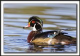 CANARD BRANCHU  /  WOOD DUCK    _MG_4581aa