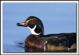 CANARD BRANCHU  /  WOOD DUCK    _MG_4706 a
