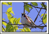 PARULINE  FLANCS MARRON /  CHESTNUT-SIDED WARBLER     _MG_9274 a