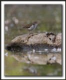  CHEVALIER GRIVEL   /   SPOTTED SANDPIPER        _MG_0343 aa